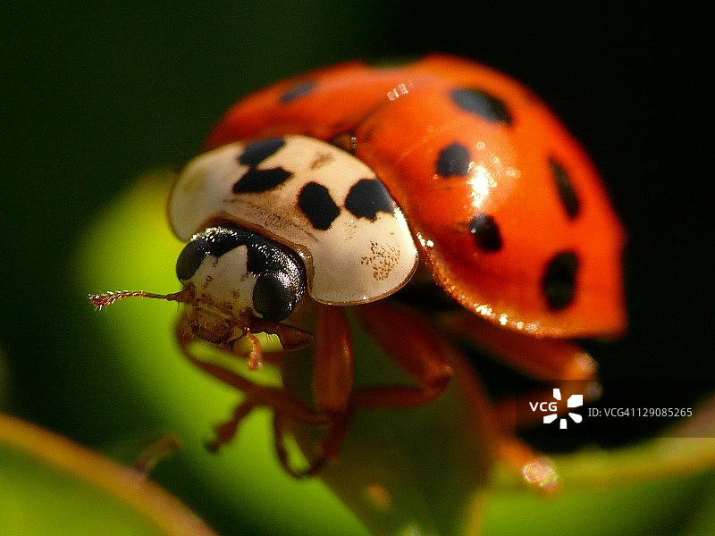 瓢虫图片素材