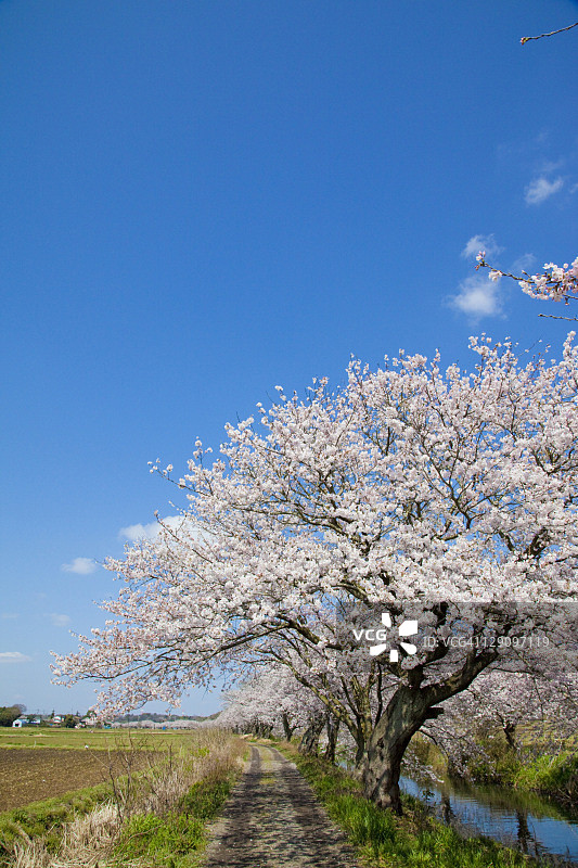 泥路旁的樱花树图片素材