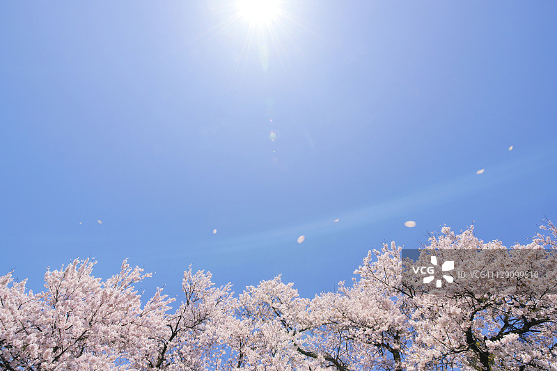 樱花树上的阳光图片素材