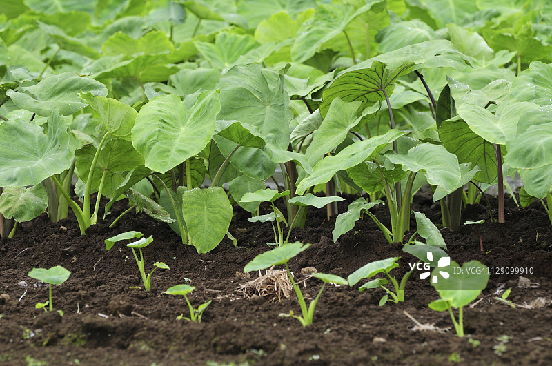 芋头田图片素材