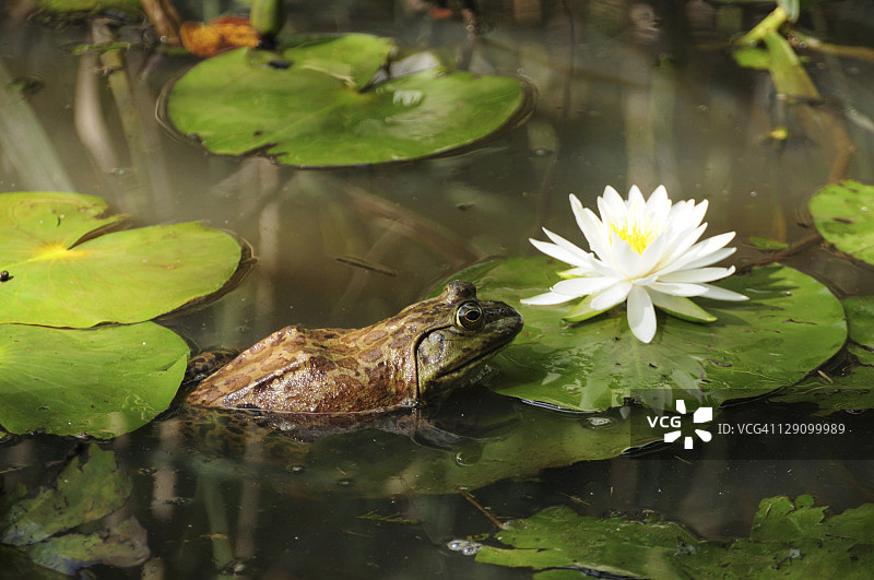 睡莲池塘中的牛蛙图片素材