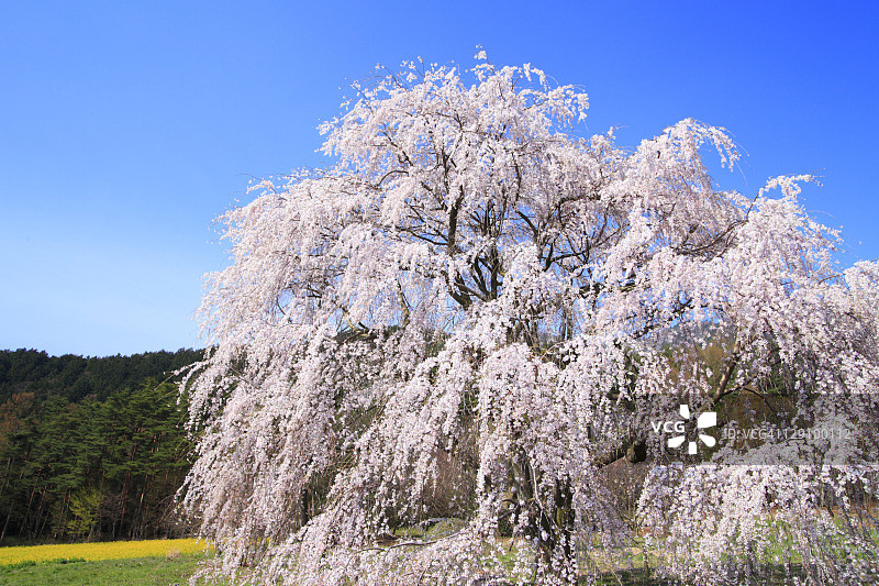 垂枝日本樱花树图片素材