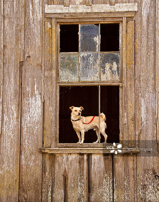 窗户边的吉娃娃图片素材