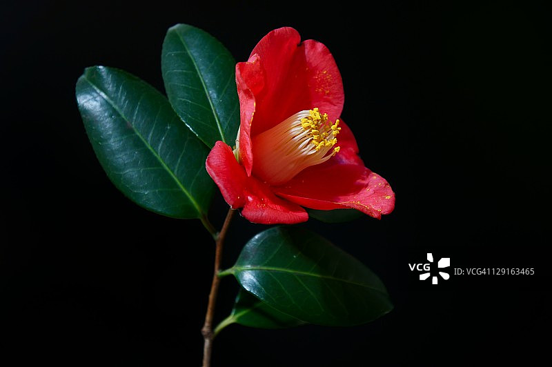 带叶子的山茶花图片素材