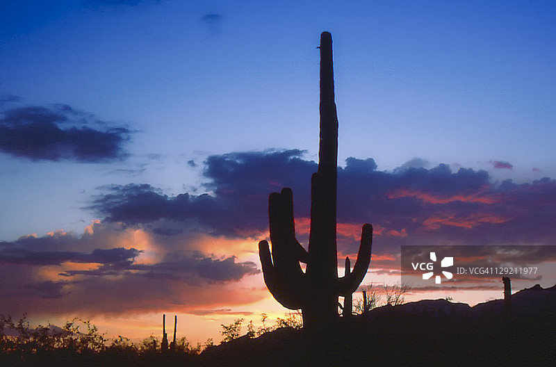 夕阳下的巨人柱仙人掌图片素材