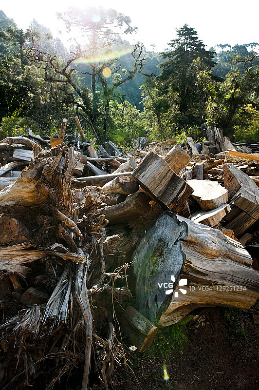 巴西热带雨林中的森林砍伐图片素材