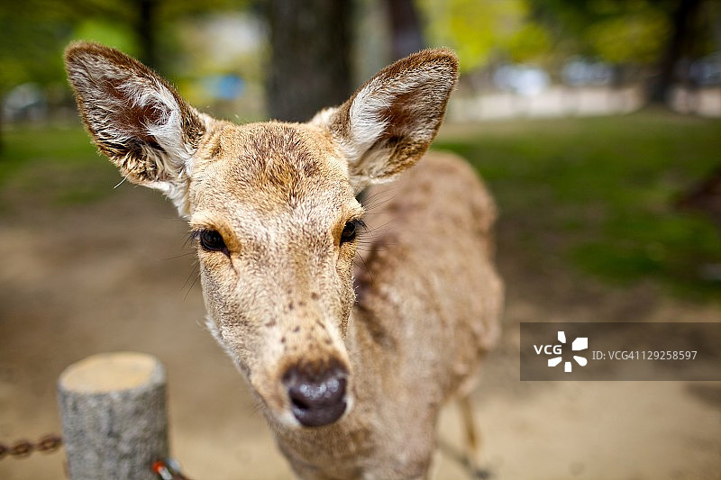 东大寺的鹿图片素材