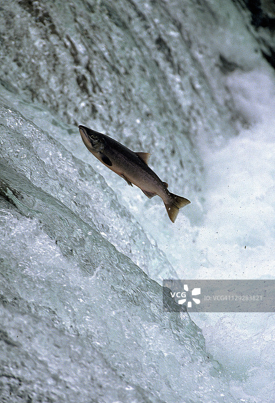 卡特迈国家公园的红鲑鱼图片素材