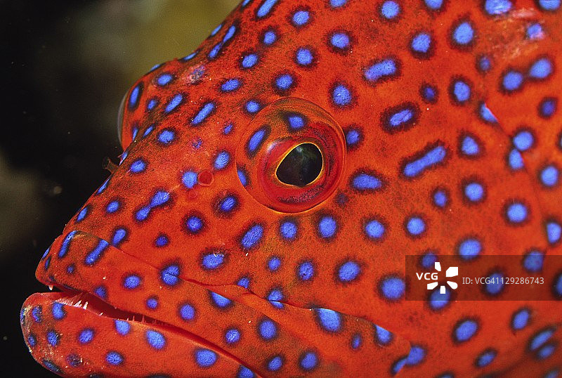 珊瑚鳕鱼图片素材