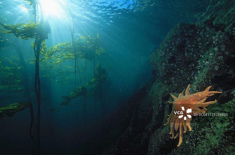 向日葵海星图片素材