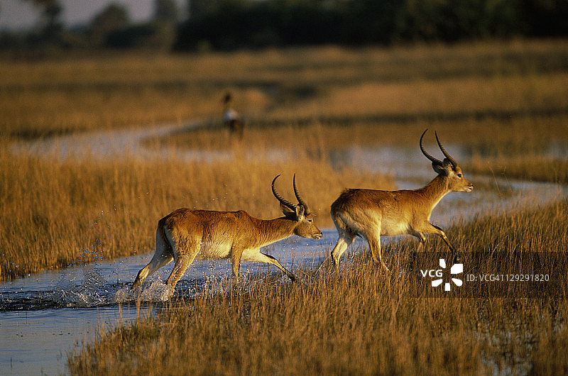 红弯角羚，奥卡万戈三角洲图片素材