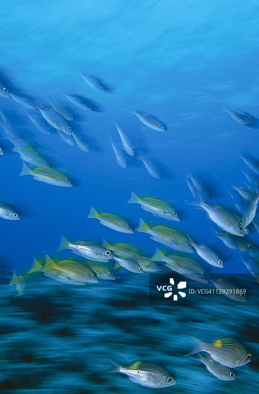 太平洋印度洋的鲷鱼图片素材