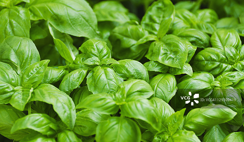 美国纽约市的新鲜罗勒叶图片素材