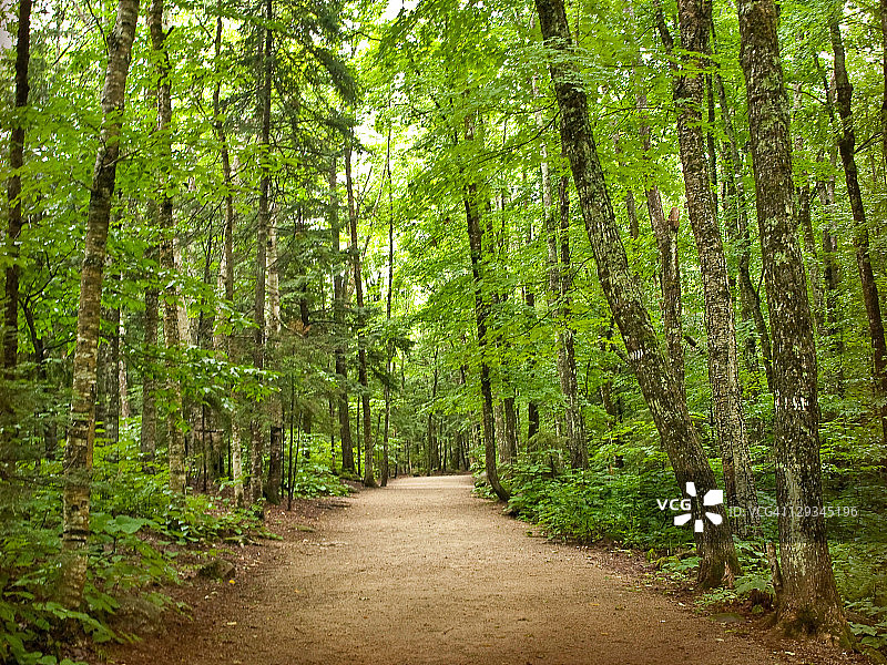 夏天的森林图片素材