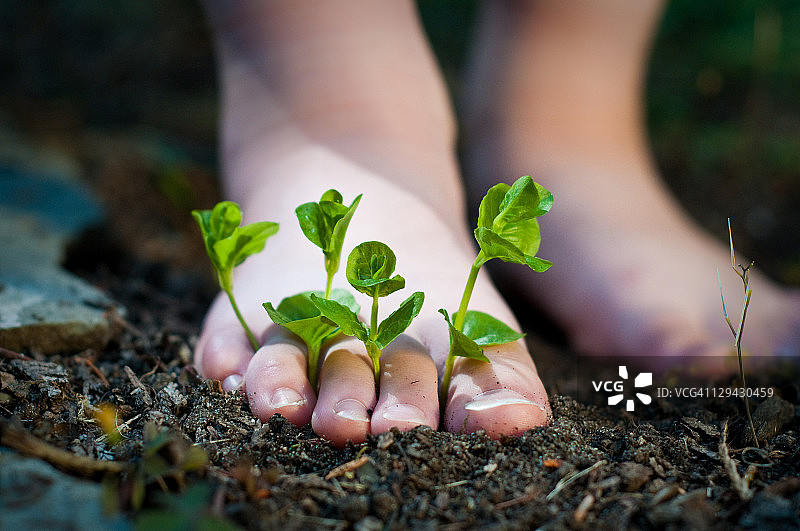 赤脚与新芽图片素材