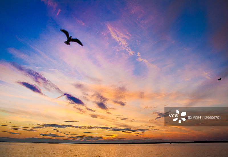 飞翔的海鸥图片素材