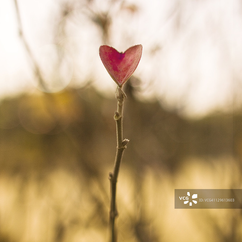 心形树叶图片素材