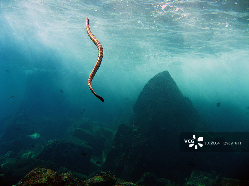 水中舞动的海蛇图片素材