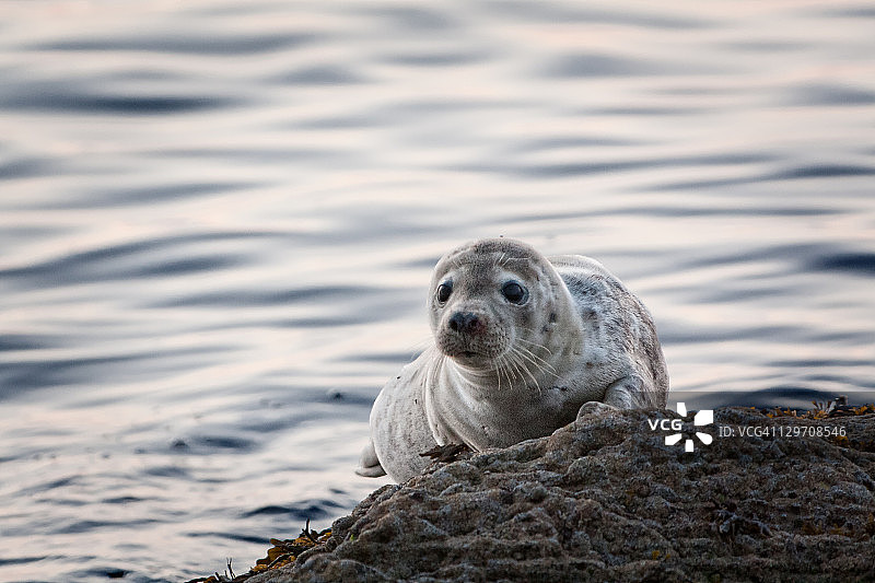 小海豹图片素材