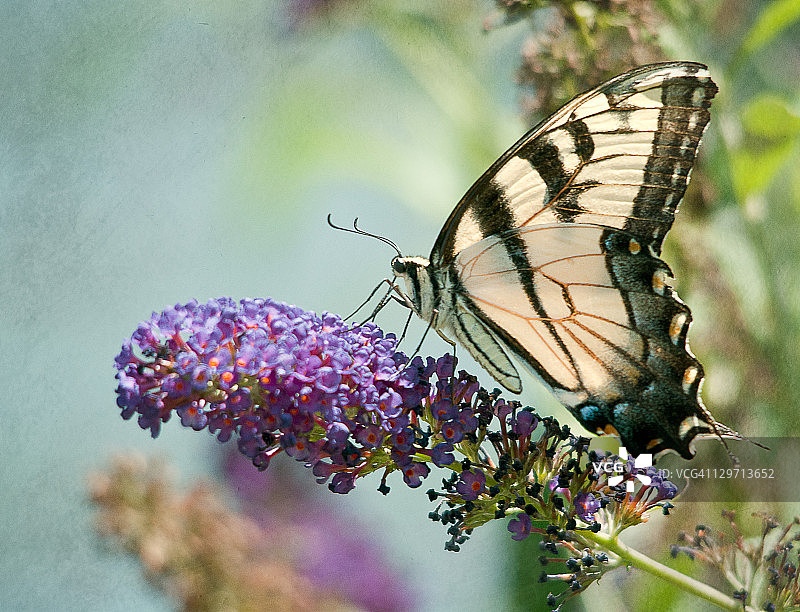 黄色燕尾蝶图片素材