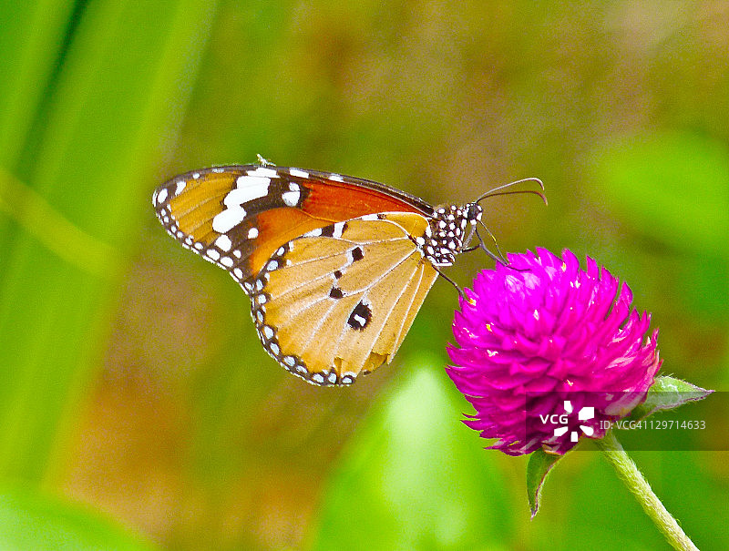 红花上的纯虎斑蝶图片素材