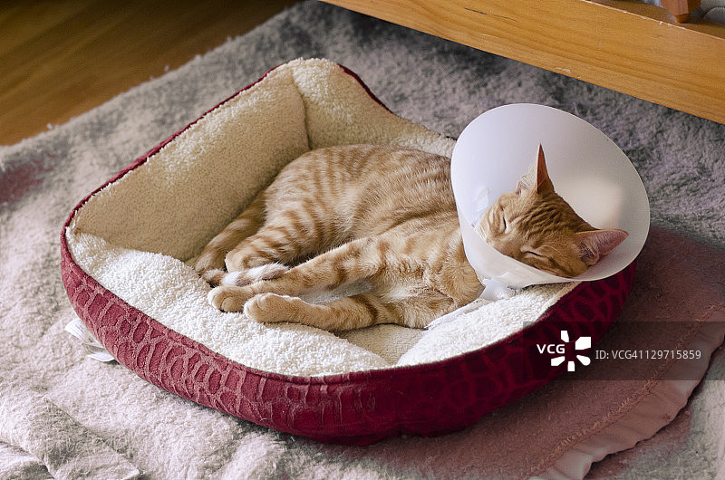 橙色虎斑小猫图片素材