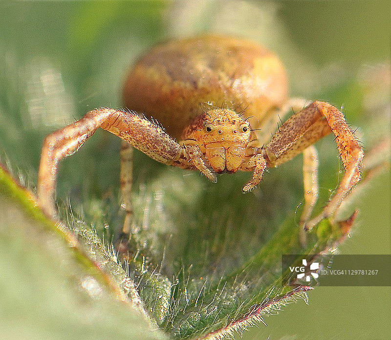 常见的结网蜘蛛图片素材