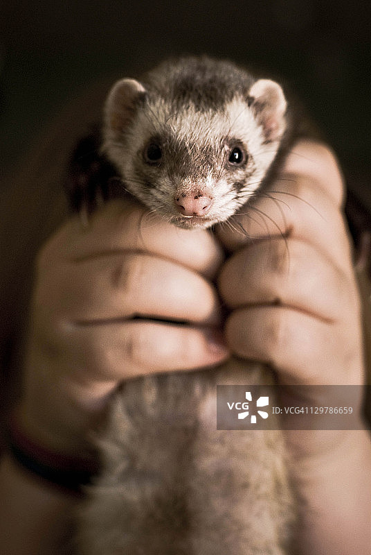 雅美鼬图片素材