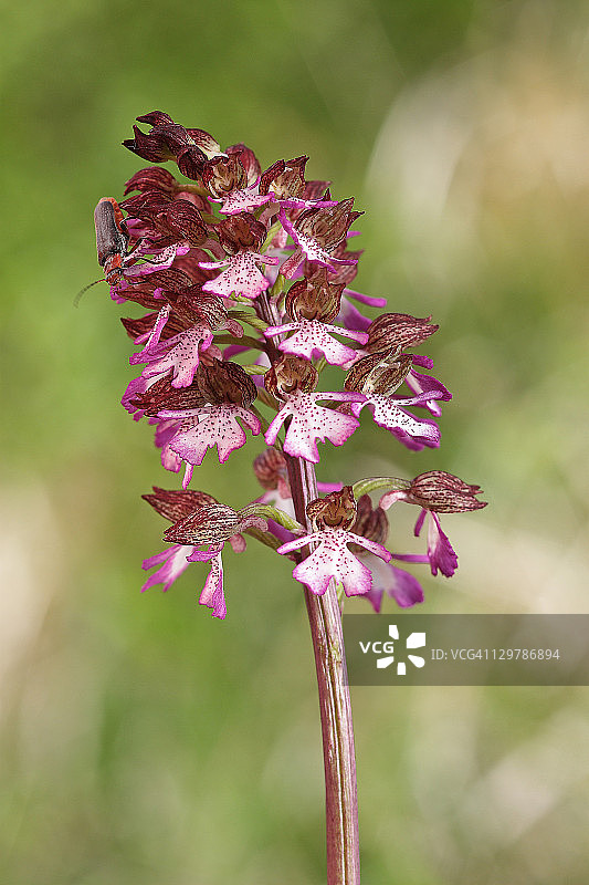 紫斑红门兰图片素材