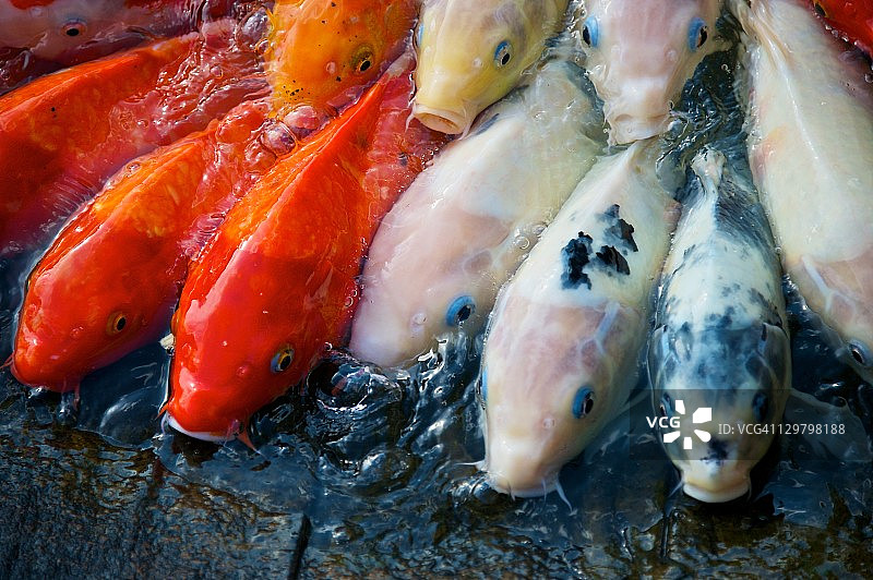 锦鲤排列图片素材