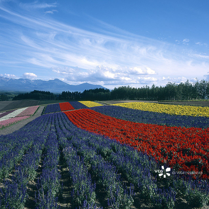 美瑛町图片素材