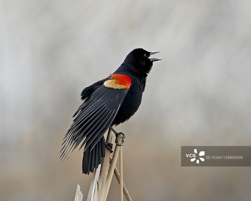 红翅黑鹂，美国加利福尼亚州圣哈辛托野生动物区图片素材