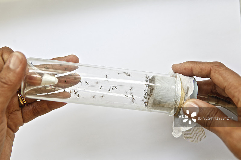 试管里的蚊子图片素材