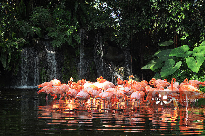 美丽的生物图片素材