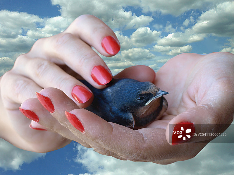 小燕子图片素材