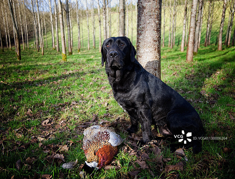 拉布拉多猎犬图片素材