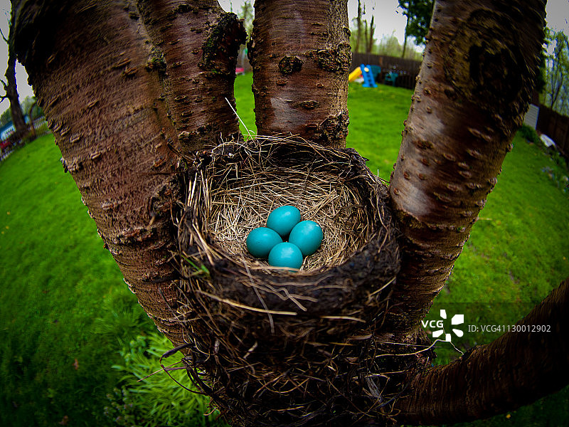 巢中的知更鸟蛋图片素材