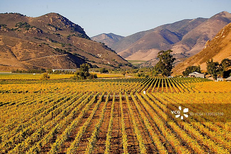 葡萄园图片素材