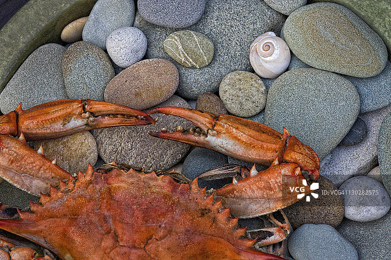 岩石上的螃蟹图片素材