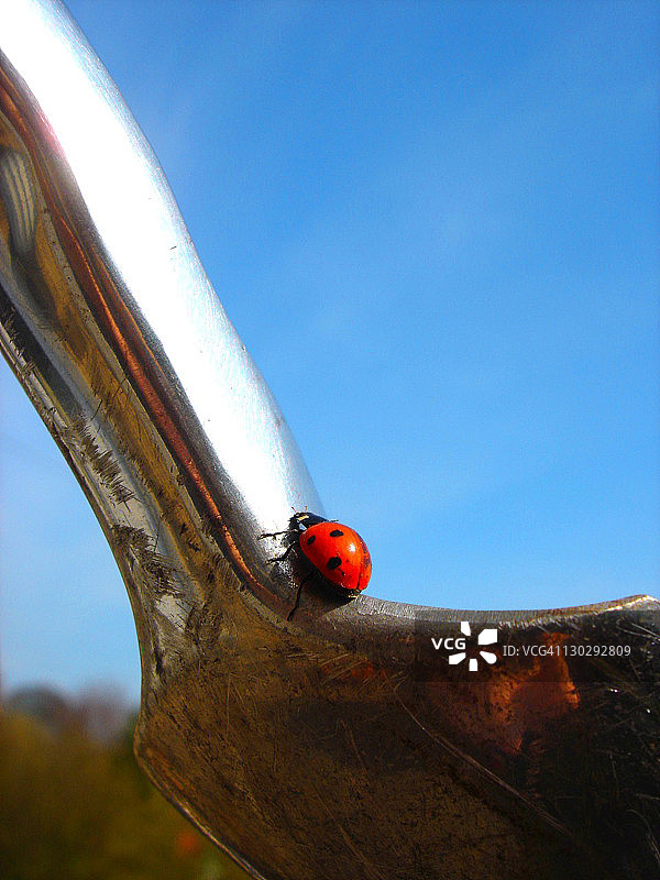 瓢虫在泥铲上图片素材