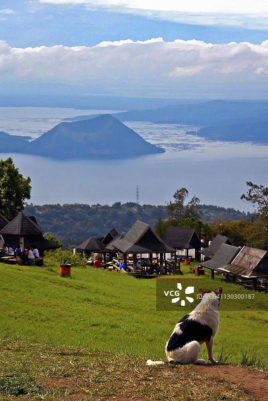 小狗看着风景图片素材