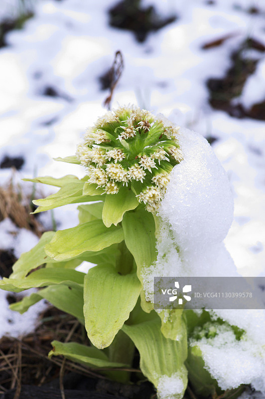 日本北海道的雪中蜂斗菜图片素材