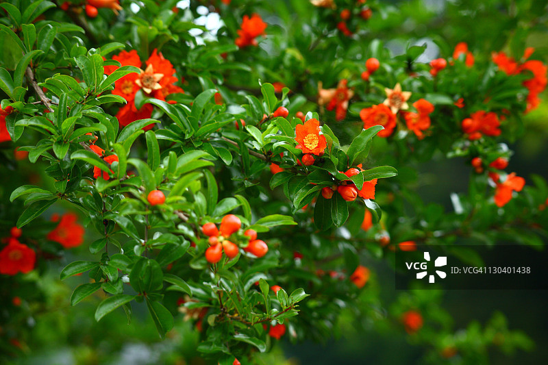 石榴花图片素材