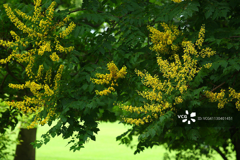 栾树花图片素材