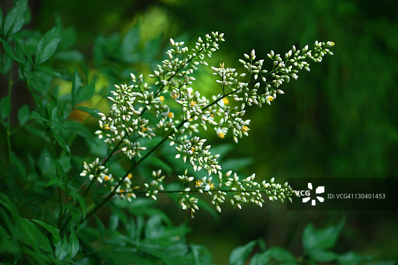南天竹开花图片素材
