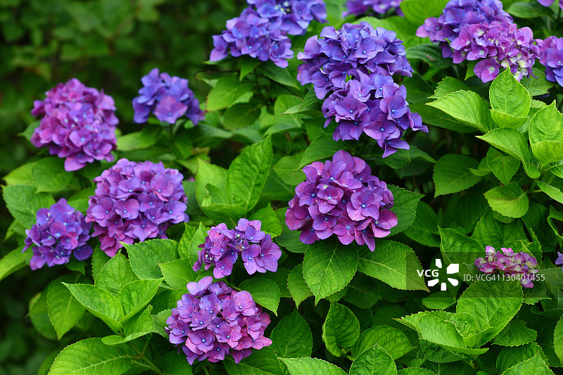 绣球花花图片素材