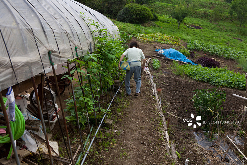 在菜园工作的年长妇女图片素材