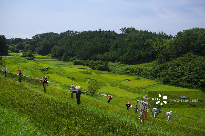 稻田里的稻草人图片素材