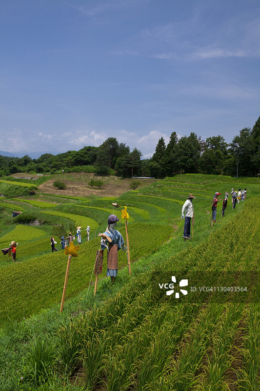 稻田里的稻草人图片素材