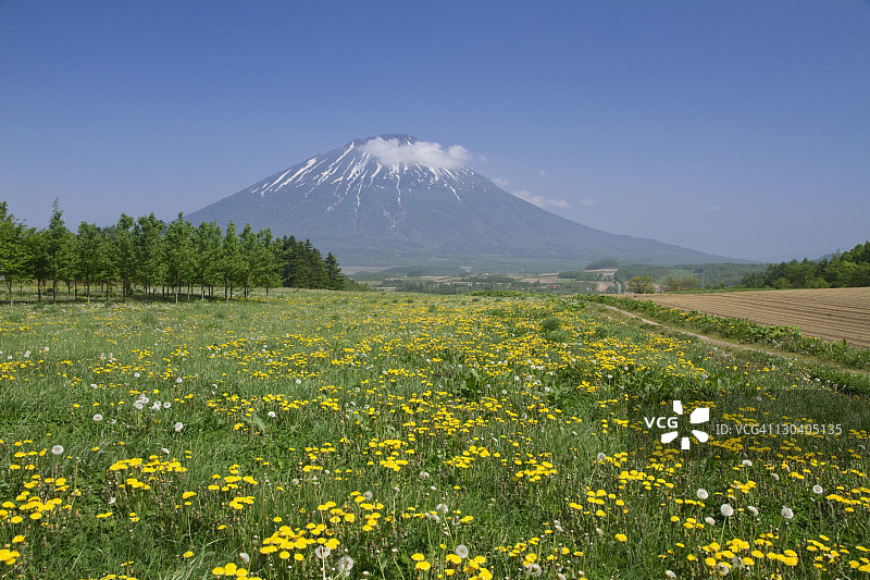 羊蹄山和蒲公英田图片素材